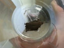bat